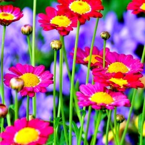 Meet your Posher, Jovanna